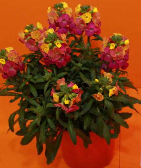 Erysimum hybride 'Winter Party'