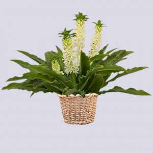 Eucomis 'Aloha Lily Maui’ (Golden State Bulb Growers)