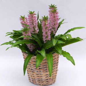 Eucomis ‘Aloha Lily Nani’  (Golden State Bulb Growers)