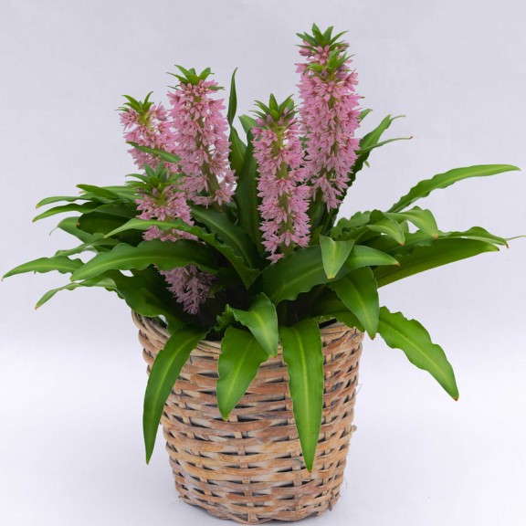 Eucomis ‘Aloha Lily Nani’  (Golden State Bulb Growers)