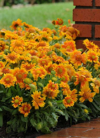 Gaillardia ‘Mesa Peach’ (Kieft Seed)