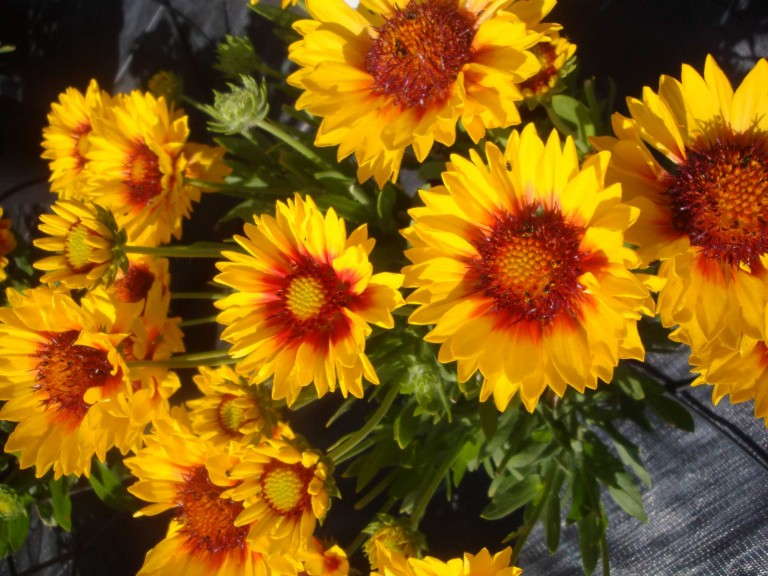 Gaillardia ‘Sunset Sunrise’  (Plant Haven)