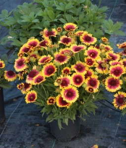 Gaillarda 'Sunset Snappy' (Plant Haven)