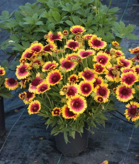Gaillarda 'Sunset Snappy' (Plant Haven)