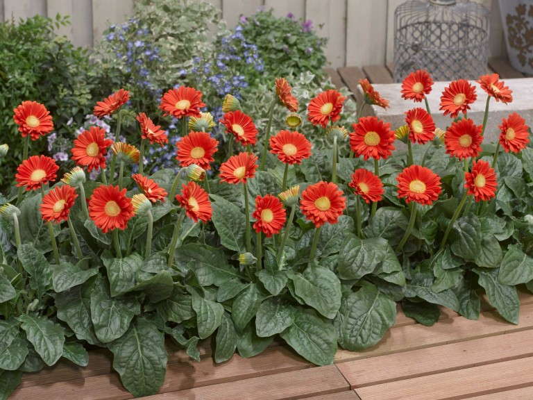 Garvinea Sweet Glow - Copy