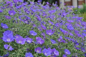 Geranium ‘Eureka Blue’ (Blooms of Bressingham)