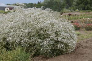 Gypsophila ‘Summer Sparkles’ (Walters Gardens)