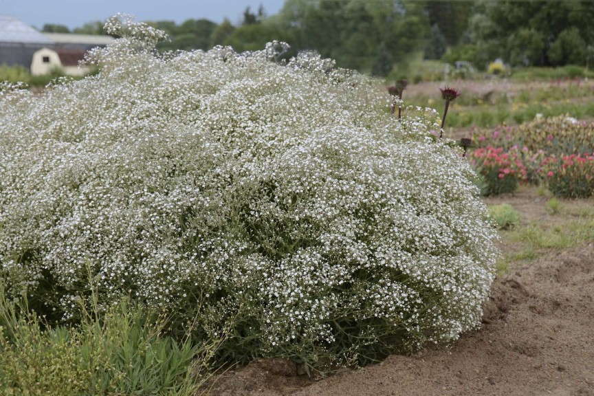 Gypsophila ‘Summer Sparkles’ (Walters Gardens)