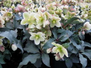 Helleborus 'Gold Collection Monte Cristo’ (Skagit Gardens)