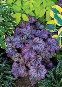 Heuchera ‘Dolce Blackberry Ice’  (Four Star Greenhouse)