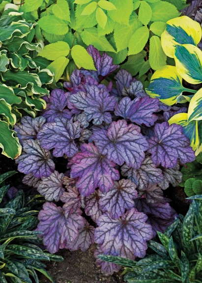 Heuchera ‘Dolce Blackberry Ice’  (Four Star Greenhouse)