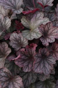 Heuchera ‘Carnival Rose Granita' (Darwin Perennials)