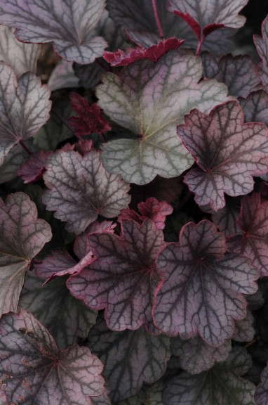 Heuchera ‘Carnival Rose Granita' (Darwin Perennials)