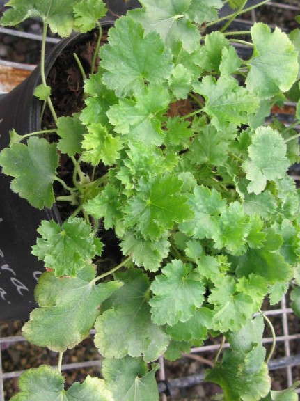 Heuchera micrantha ‘Martha Roderick’ (Rancho Tissue Technologies) 