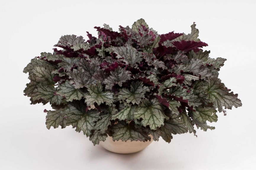 Heuchera ‘Kira Rockies’ (Danziger)