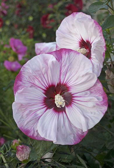 Hibiscus ‘Summerific Cherry Cheesecake’