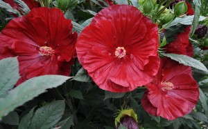Hibiscus ‘Summerific Cranberry Crush’ (Walters Gardens/Proven Winners)