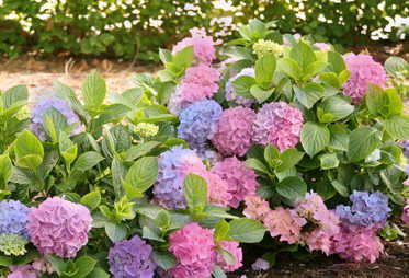 Hydrangea ‘L.A. Dreamin’ (Ball Ornamentals)