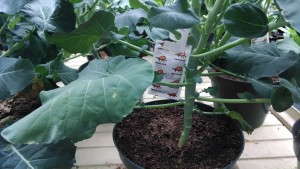 Biocontrols Can Be Highly Effective With Serious Commitment Says Canadian Grower