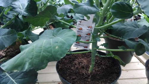 Biocontrols Can Be Highly Effective With Serious Commitment Says Canadian Grower