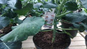 Pork & Plants Uses Biocontrols To Maintain Effective Pest Control