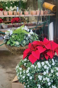 Containers: The New American Garden