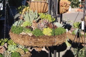 Containers: The New American Garden