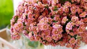 Seven New Plant Varieties Awarded At IPM 2014 In Germany