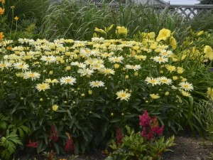 Leucanthemum 'Banana Cream'