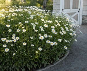Leucanthemum 'Becky'