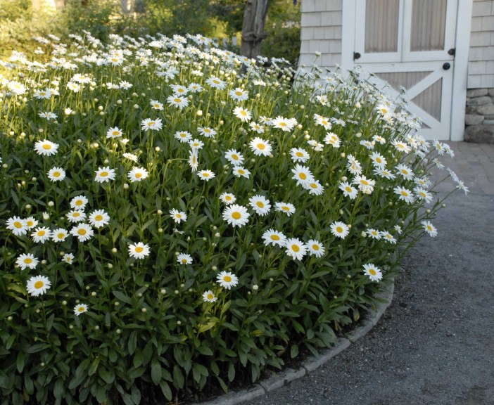 Leucanthemum 'Becky'