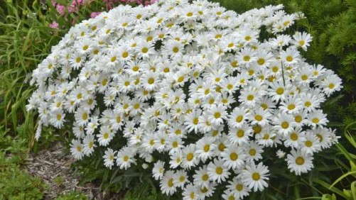 Tips for Finishing Leucanthemum Successfully