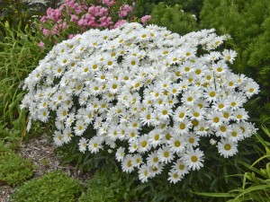Leucanthemum 'Daisy May'