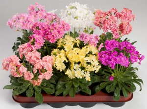 Lewisia ‘Elise’  (Floragran)