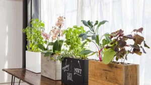 Modern Sprout Planters Create Successful Windowsill Gardens