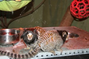 Monkeys At The Good Earth