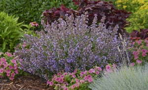 Nepeta faassenii ‘Purrsian Blue’ (Walters Gardens)