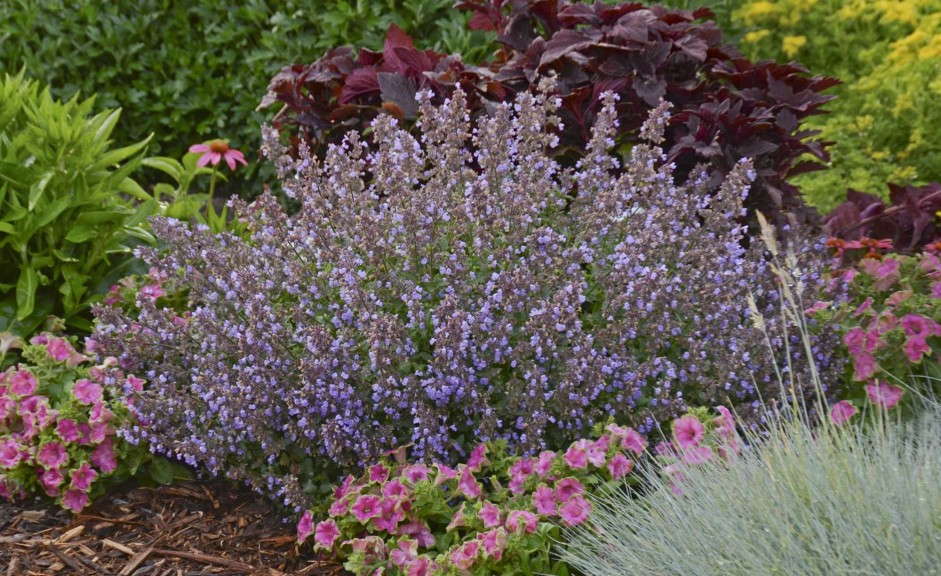 Nepeta faassenii ‘Purrsian Blue’ (Walters Gardens)