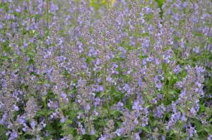 Nepeta ‘Novanepjun’ (Star Roses and Plants/The Conard-Pyle Co.)