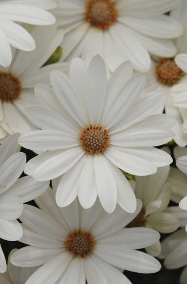 Osteospermum ‘Akila Daisy White’