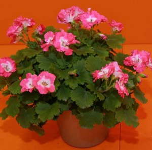Pelargonium grandiflorum 'Bermuda Pink'