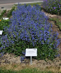 Penstemon schmidel ‘Blue Riding Hood’ (Pacific Plug and Liner)