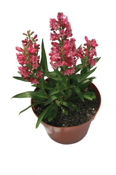 Penstemon ‘Rock Candy’ Series (Star Roses and Plants)