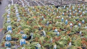 Overwintering Perennials: Plan Ahead To Fungicide Drench And Cover