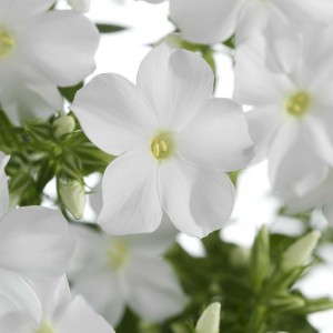 Phlox  ‘Early Start’  (Bartels)