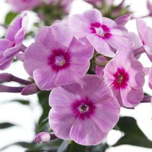 Phlox ‘Spring’ (Bartels)