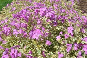 Phlox glaberrima ssp. triflora ‘Triple Play’ (Creek Hill Nursery & Eason Horticultural Resources)