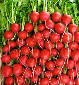 Radish 'Rivoli'
