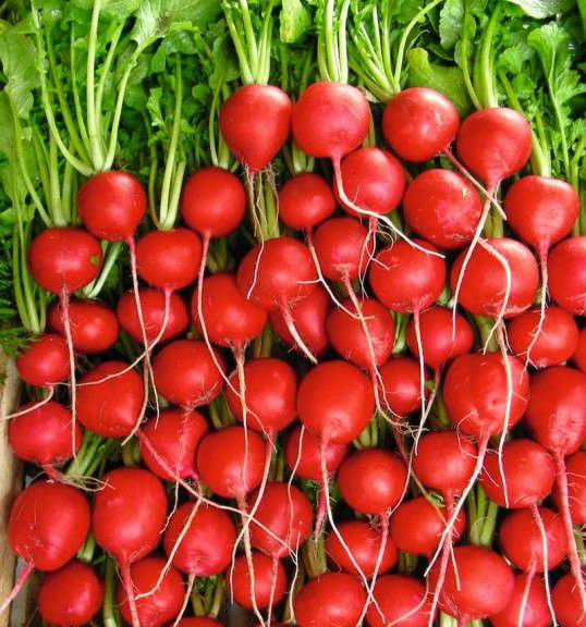 Radish 'Rivoli'