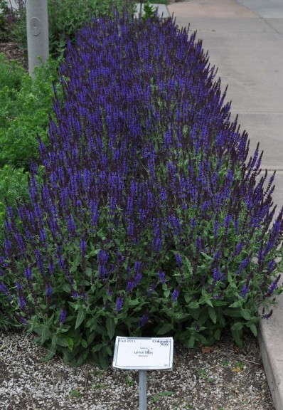 Salvia nemorosa ‘Balyriclu'  (Darwin Perennials)